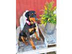 Adopt Brenns a Black - with Brown, Red, Golden, Orange or Chestnut Doberman