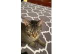 Adopt Shiny a Spotted Tabby/Leopard Spotted Domestic Shorthair / Mixed (short