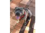 Adopt Titan a Gray/Silver/Salt & Pepper - with White American Pit Bull Terrier /