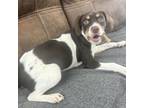 Adopt Bandit (Foster) a Beagle, Mixed Breed