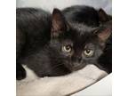 Adopt Napoleon Dynamite a Domestic Short Hair