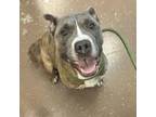 Adopt Nico a Pit Bull Terrier