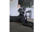 Adopt Silvermoon a Gray/Blue/Silver/Salt & Pepper Great Dane / Mixed dog in