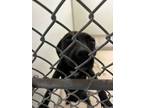 Adopt Orchid a Black Labrador Retriever / Mixed dog in Raeford, NC (41463002)