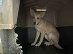 Adopt Wendy a Tan/Yellow/Fawn Labrador Retriever / Mixed dog in Raeford