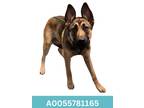 Adopt Trina a Red/Golden/Orange/Chestnut German Shepherd Dog / Mixed dog in Red