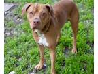Adopt Rudy a Tan/Yellow/Fawn American Pit Bull Terrier / Mixed Breed (Medium) /