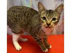 Adopt Jamie a Brown or Chocolate Domestic Shorthair / Domestic Shorthair / Mixed