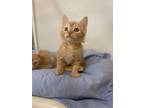 Adopt Riesling a Orange or Red Domestic Shorthair / Domestic Shorthair / Mixed