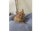 Adopt Pinot a Orange or Red Domestic Shorthair / Domestic Shorthair / Mixed cat