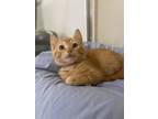 Adopt Cabernet a Orange or Red Domestic Shorthair / Domestic Shorthair / Mixed