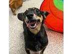 Adopt Alford a Black Miniature Pinscher / Mixed dog in New Bern, NC (41462979)