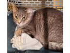 Adopt Boo a Gray or Blue Domestic Shorthair / Domestic Shorthair / Mixed cat in