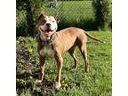 Adopt SeSe a Brindle Boxer / Mixed Breed (Medium) / Mixed (short coat) dog in