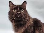 Adopt Binks a All Black Domestic Longhair / Domestic Shorthair / Mixed cat in