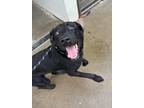Adopt Angel a Black Mixed Breed (Medium) / Mixed dog in Jeffersonville
