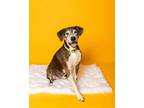 Adopt Mogli a Plott Hound, Mixed Breed