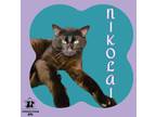 Adopt Nikolai a All Black Domestic Shorthair / Domestic Shorthair / Mixed cat in