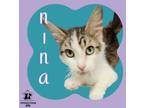 Adopt Nina a Tan or Fawn Domestic Mediumhair / Domestic Shorthair / Mixed cat in