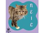 Adopt Neil a Tan or Fawn Domestic Mediumhair / Domestic Shorthair / Mixed cat in