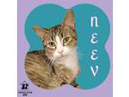 Adopt Neev a Tan or Fawn Domestic Shorthair / Domestic Shorthair / Mixed cat in