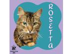 Adopt Rosetta a Brown Tabby Domestic Longhair / Mixed Breed (Medium) / Mixed