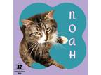 Adopt Noah a Tan or Fawn Domestic Mediumhair / Domestic Shorthair / Mixed cat in