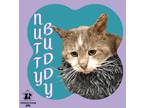 Adopt Nutty Buddy a Gray or Blue Domestic Shorthair / Domestic Shorthair / Mixed