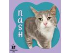 Adopt Nash a Gray or Blue Domestic Shorthair / Domestic Shorthair / Mixed cat in