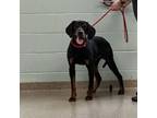 Adopt Rooster (in foster) a Black and Tan Coonhound, Mixed Breed