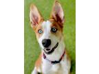 Adopt Scooter a Siberian Husky, Mixed Breed