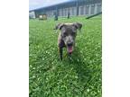 Adopt Lovie a Gray/Blue/Silver/Salt & Pepper American Pit Bull Terrier / Mixed