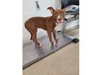 Adopt Bitsy a Red/Golden/Orange/Chestnut American Pit Bull Terrier / Mixed dog