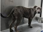 Adopt Shadeaux a Brindle American Pit Bull Terrier / Mixed Breed (Medium) /