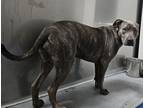 Adopt Shadeaux a Brindle American Pit Bull Terrier / Mixed dog in Violet