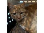 Adopt Charlie a Orange or Red Domestic Shorthair / Mixed Breed (Medium) / Mixed
