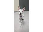 Adopt Gucci a White German Shepherd Dog / Mixed dog in Blackwood, NJ (41462962)