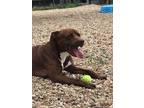 Adopt Moose a Brown/Chocolate American Pit Bull Terrier / Mixed Breed (Medium) /