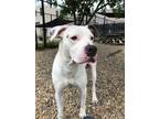 Adopt Ice a White American Pit Bull Terrier / Mixed Breed (Medium) / Mixed