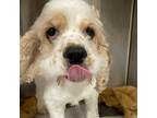 Adopt Larkspur a White Cocker Spaniel / Mixed dog in Carrollton, TX (41462959)
