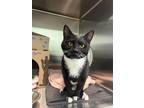 Adopt Amelia a Domestic Shorthair / Mixed cat in Richmond, BC (41462950)