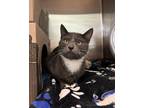 Adopt Preston a Domestic Shorthair / Mixed cat in Richmond, BC (41462949)