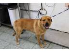 Adopt Dingus a Red/Golden/Orange/Chestnut Great Pyrenees / Labrador Retriever