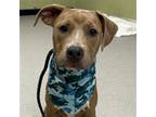 Adopt WOODROW a Pit Bull Terrier, Mixed Breed