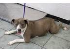 Adopt Nala a Gray/Blue/Silver/Salt & Pepper Pit Bull Terrier dog in Weatherford