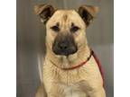 Adopt SCOUT a German Shepherd Dog, Mixed Breed