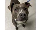 Adopt MAXIMILLAN a Pit Bull Terrier