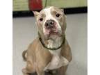 Adopt SPOOKY a Pit Bull Terrier
