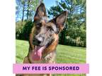 Adopt Eclair a German Shepherd Dog / Mixed dog in Walnut Creek, CA (41462929)