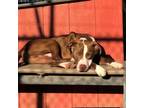 Adopt CODIE a Pit Bull Terrier